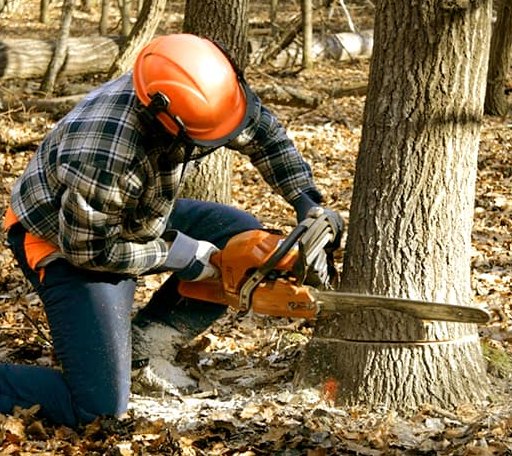 Tree Removal in Mustang, OK
